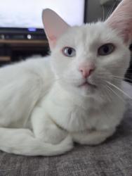 Lost Female Cat last seen 74th & Ave P, Lubbock, TX 79423