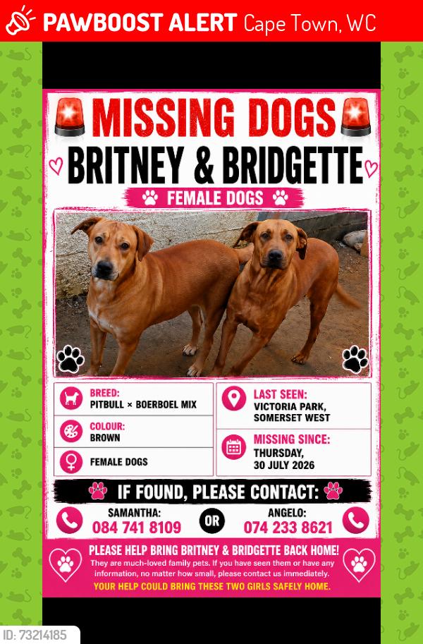 Lost Female Dog last seen Victoria park Somerset West, Cape Town, WC 7130