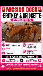 Lost Female Dog last seen Victoria park Somerset West, Cape Town, WC 7130