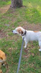 Reunited Male Dog last seen Country Club Rd and Evans St., New Bern, NC 28562