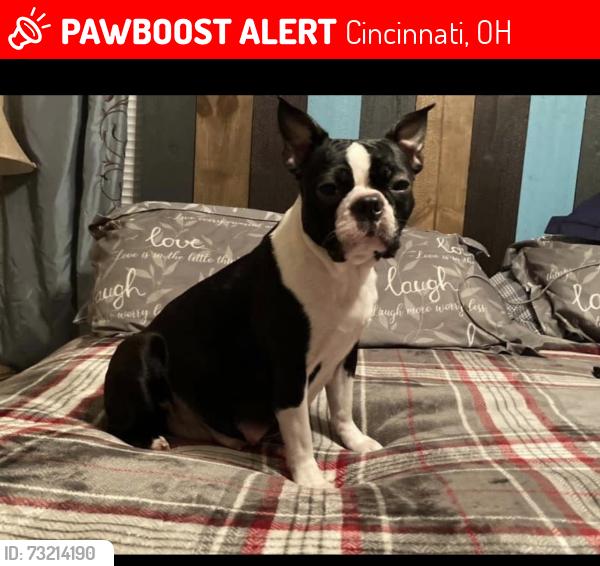 Lost Female Dog last seen North college hill, Cincinnati, OH 45239