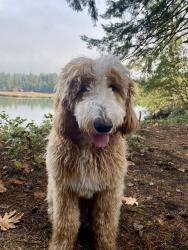 Reunited Male Dog last seen Ship wreck Dinner, Olympia, WA 98502
