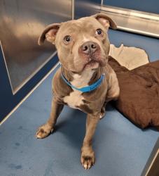 Shelter Stray Male Dog last seen Near BLOCK S ANNABELLE ST, DETROIT, MI 48217, 7401 Chrysler Dr, Detroit, MI 48211, USA