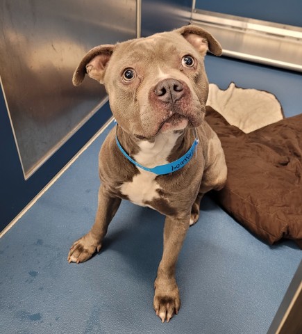 Shelter Stray Male Dog last seen Near BLOCK S ANNABELLE ST, DETROIT, MI 48217, 7401 Chrysler Dr, Detroit, MI 48211, USA