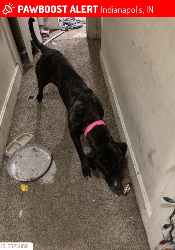 Lost Female Dog last seen Warren, Indianapolis, IN 46219