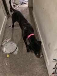 Lost Female Dog last seen Warren, Indianapolis, IN 46219