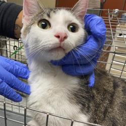 Shelter Stray Female Cat last seen Near BLOCK W STATE ST #303, 3839 W Burnham St, West Milwaukee, WI 53215, USA
