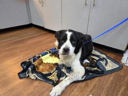 Shelter Stray Male Dog last seen , 2769 Conroy Rd, Orlando, FL 32839, USA