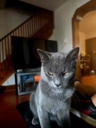 Lost Female Cat last seen PA, Philadelphia, PA 19149