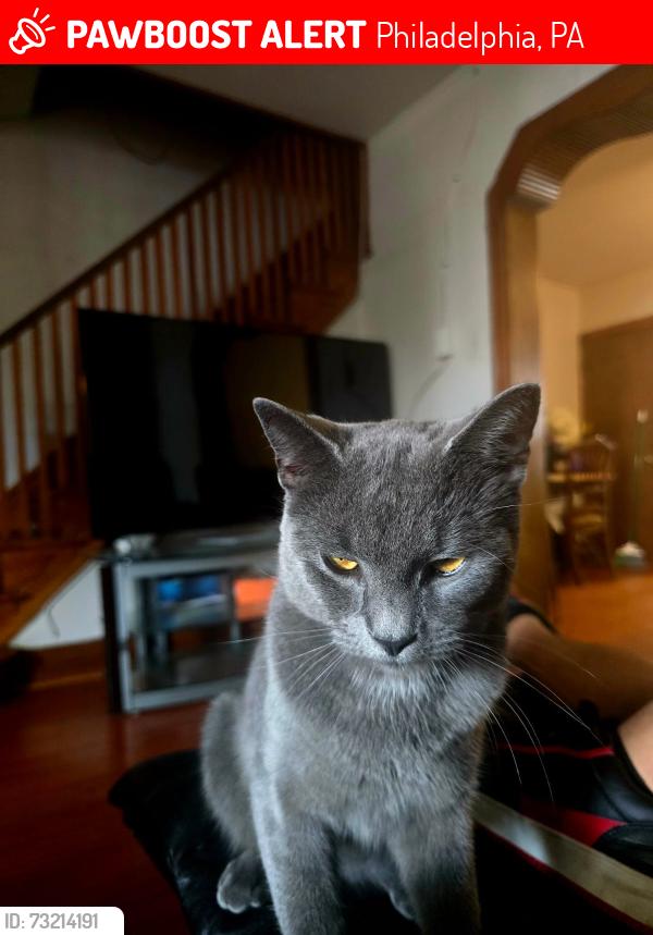 Lost Female Cat last seen PA, Philadelphia, PA 19149