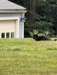 Found/Stray Unknown Cat last seen In the front yard of 77 N Whitney St, Amherst, MA 01002