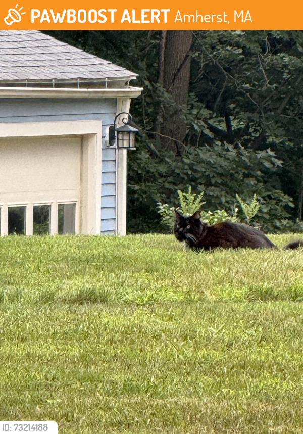 Found/Stray Unknown Cat last seen In the front yard of 77 N Whitney St, Amherst, MA 01002