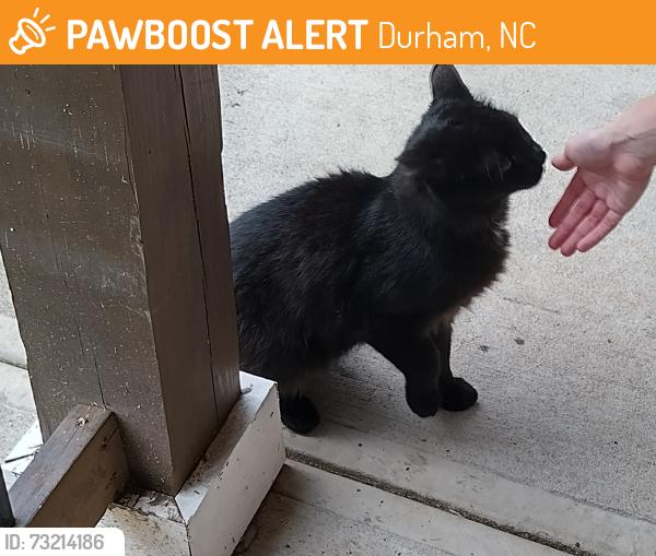 Found/Stray Unknown Cat last seen Near Summit Street Durham NC, Durham, NC 27707