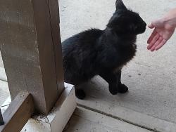 Found/Stray Unknown Cat last seen Near Summit Street Durham NC, Durham, NC 27707