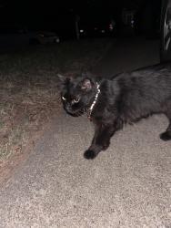 Found/Stray Unknown Cat last seen Hawkins cemetery and I20, Arlington, TX 76017