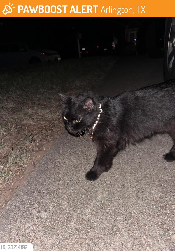 Found/Stray Unknown Cat last seen Hawkins cemetery and I20, Arlington, TX 76017