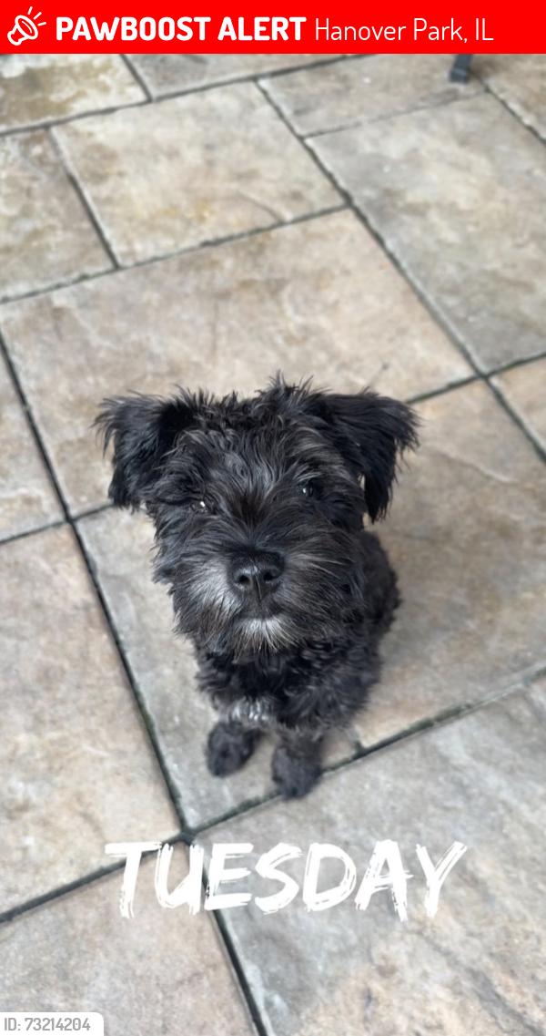 Lost Male Dog last seen Near zeppekin dr, Hanover Park, IL 60133
