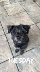 Lost Male Dog last seen Near zeppekin dr, Hanover Park, IL 60133