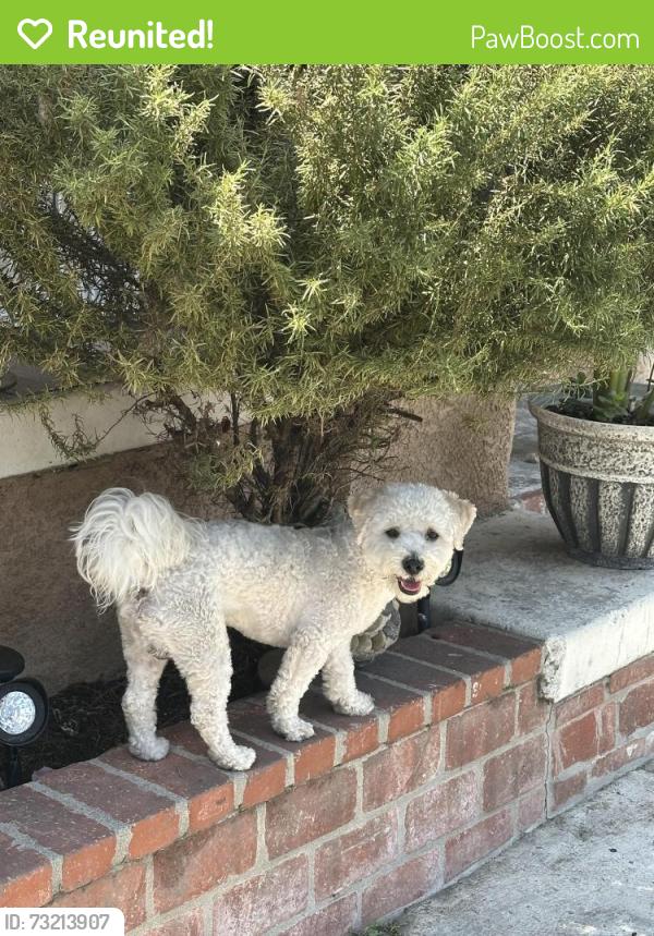 Reunited Male Dog last seen Near Compton and gage, Los Angeles, CA 90001