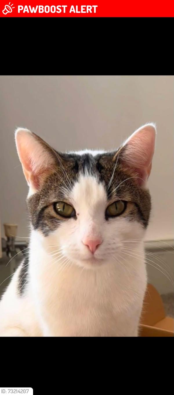 Lost Male Cat last seen Moor Close Road, Queensbury, England 