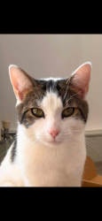 Lost Male Cat last seen Moor Close Road, Queensbury, England 