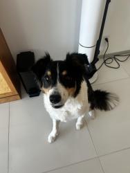 Reunited Male Dog last seen Near Somerset St, Buena Park, CA 90621, Buena Park, CA 90621