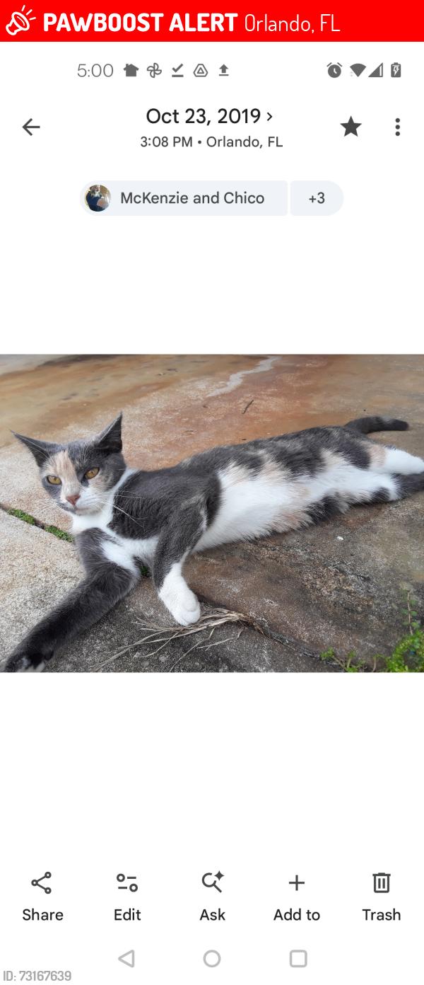 Lost Female Cat last seen Near Bull Dolphin Ln. Gulf Stream Harbor community, Orlando, FL 32822