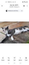 Lost Female Cat last seen Near Bull Dolphin Ln. Gulf Stream Harbor community, Orlando, FL 32822
