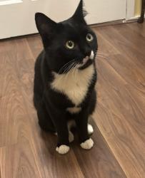 Lost Male Cat last seen Empress Avenue E48SR, Greater London, England E4 8SR