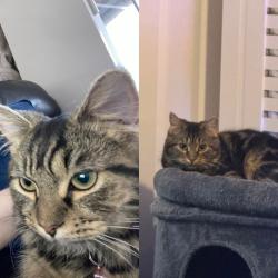 Lost Female Cat last seen Maidenhead town centre, Berkshire, England SL6 8AR