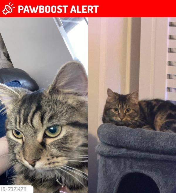 Lost Female Cat last seen Maidenhead town centre, Berkshire, England SL6 8AR