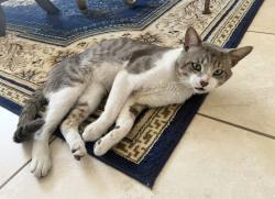Reunited Male Cat last seen Near SW 228th Terrace, Miami, FL 33190, USA, Miami, FL 33190