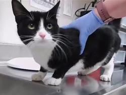 Lost Female Cat last seen Carlyle Drive, Wellington Drive, Reno, NV 89506
