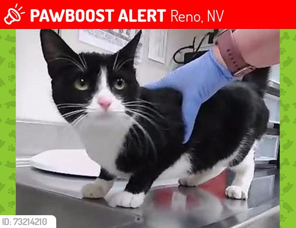 Lost Female Cat last seen Carlyle Drive, Wellington Drive, Reno, NV 89506