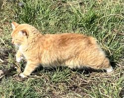 Lost Female Cat last seen Cr 4790 and Cr 4797, Boyd, TX 76023