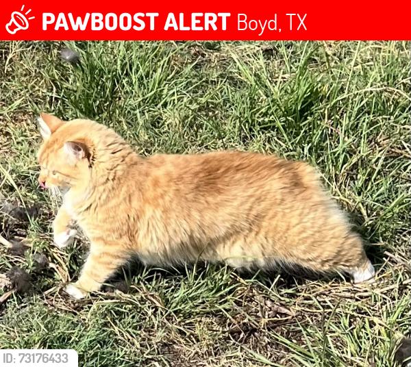Lost Female Cat last seen Cr 4790 and Cr 4797, Boyd, TX 76023