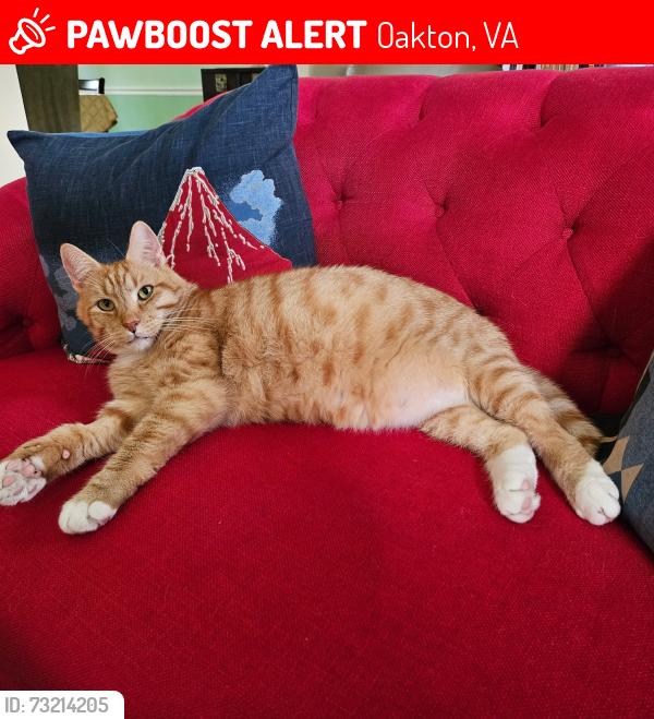 Lost Male Cat last seen Oakton Glen Dr in Oakton Glen Subdivision near first speedbump as you enter community from RT 123 Vienna/Oakton, VA, Oakton, VA 22181