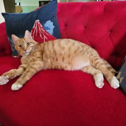 Lost Male Cat last seen Oakton Glen Dr in Oakton Glen Subdivision near first speedbump as you enter community from RT 123 Vienna/Oakton, VA, Oakton, VA 22181