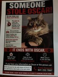 Lost Male Cat last seen B street and Stone Ave, Fairfield, IA 52556