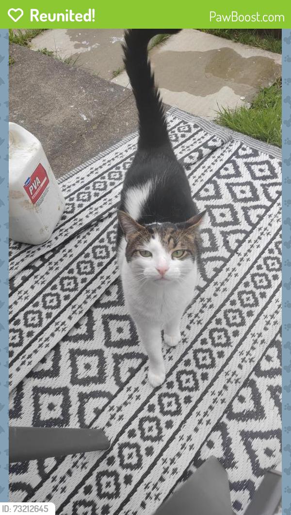 Reunited Male Cat last seen Near priory Road St2 8hg, Stoke-on-Trent, England ST2 8HG