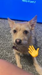 Reunited Female Dog last seen at salinas park, Odessa, TX 79761