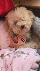Lost Female Dog last seen Pinto dr/ bronco trail, Duluth, GA 30096