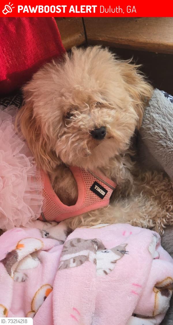 Lost Female Dog last seen Pinto dr/ bronco trail, Duluth, GA 30096