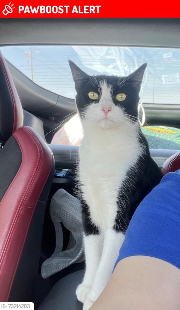 Lost Male Cat last seen Organ rd mesilla park nm, Doña Ana County, NM 88047