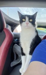 Lost Male Cat last seen Organ rd mesilla park nm, Doña Ana County, NM 88047