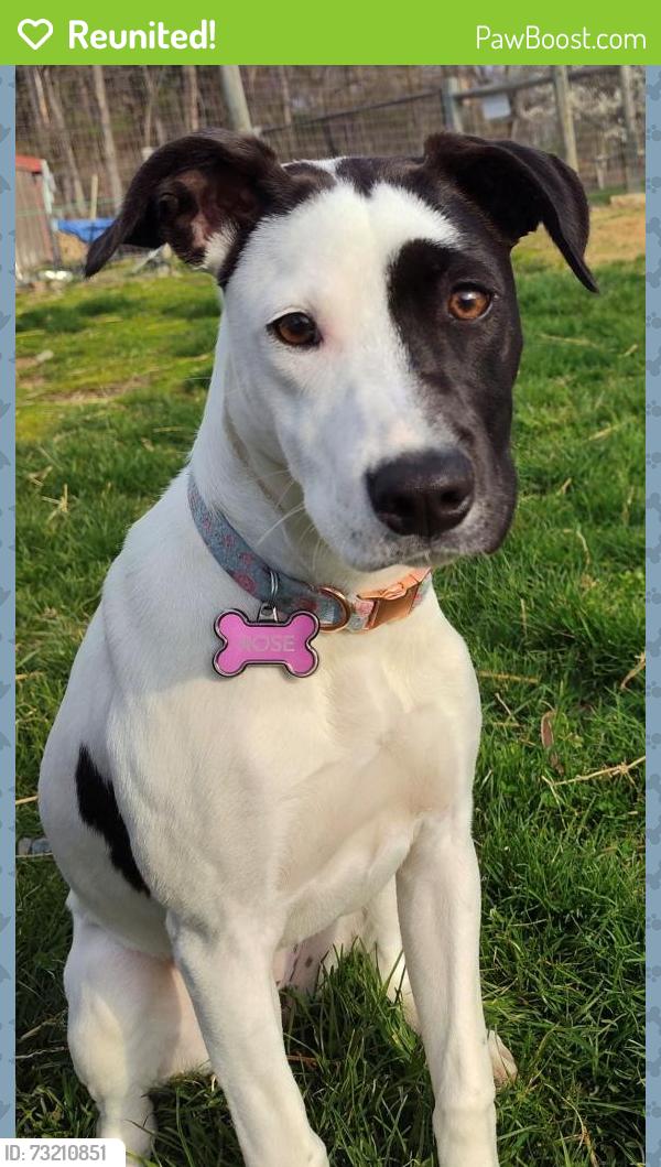 Reunited Female Dog last seen Woodlawn Ave & S. Washington St., Falls Church, VA, Falls Church, VA 22046
