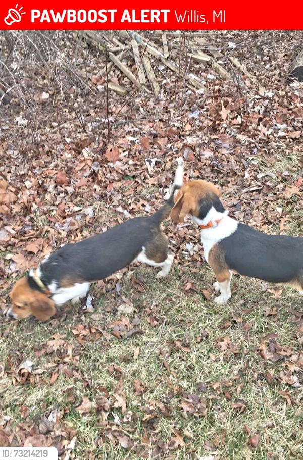 Lost Male Dog last seen Willis Rd. Between Tuttle Hill and Bunton, Willis, MI 48191