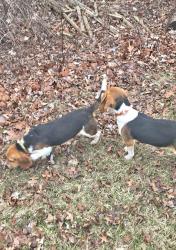 Lost Male Dog last seen Willis Rd. Between Tuttle Hill and Bunton, Willis, MI 48191