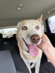 Found/Stray Male Dog last seen Walden/ Stage ST, Palm Bay, FL 32909