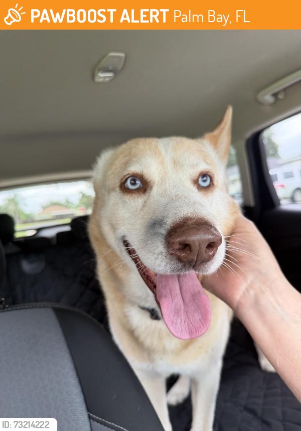 Found/Stray Male Dog last seen Walden/ Stage ST, Palm Bay, FL 32909